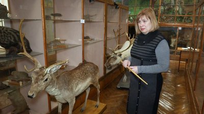Тварини, природа, фауна, ліс, лань, альбінос, Житомирщина, зоолог Тварини, природа, фауна, ліс, лань, альбінос, Житомирщина, зоолог