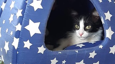 "Вбита пострілом". У Сумах родина підозрює сусіда в загибелі домашньої кішки "Вбита пострілом". У Сумах родина підозрює сусіда в загибелі домашньої кішки