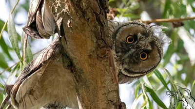 Добре, що я не браконьєр. Автор фото рисей розповів про своє хобі Добре, що я не браконьєр. Автор фото рисей розповів про своє хобі