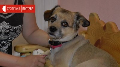 Пес з притулку Анастасії Марюхніч Пес з притулку Анастасії Марюхніч