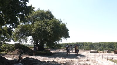 Гниття та паразити: у Чернігові лікують вишню-антипку Гниття та паразити: у Чернігові лікують вишню-антипку