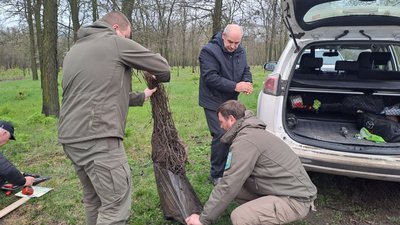 У кропивницькому парку Перемоги висадили саджанці з Шевченкового дуба У кропивницькому парку Перемоги висадили саджанці з Шевченкового дуба