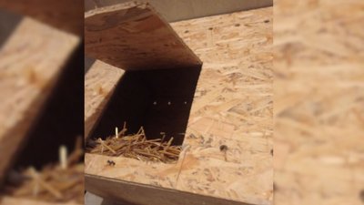 котикам хатинки встановлюють в Умані котикам хатинки встановлюють в Умані