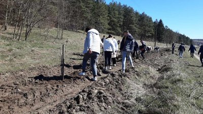 Бузкова алея між селами Кінчаки та Озерце