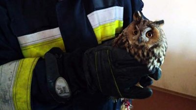 У Дніпрі пожежники врятували поранену сову У Дніпрі пожежники врятували поранену сову