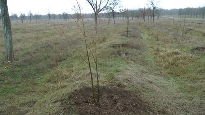 Із миколаївського парку зникли 15 дерев Із миколаївського парку зникли 15 дерев