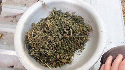 Понад кілограм наркотичних засобів. Поліція викрила чоловіка, який вирощував канабіс Понад кілограм наркотичних засобів. Поліція викрила чоловіка, який вирощував канабіс