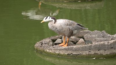 Морозиво і кавуни: літній раціон мешканців Черкаського зоопарку Морозиво і кавуни: літній раціон мешканців Черкаського зоопарку