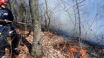 На Одещині вигоріло чотири гектари лісу