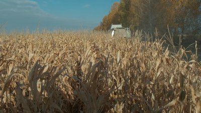 Жнива кукурудзи на Вінниччині: який врожай цьогоріч Жнива кукурудзи на Вінниччині: який врожай цьогоріч