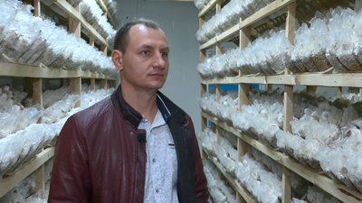 На Черкащині вирощують гриби ерінги На Черкащині вирощують гриби ерінги