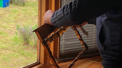 Карпатську бджолу розмножують пасічники із Загаття на Закарпатті Карпатську бджолу розмножують пасічники із Загаття на Закарпатті