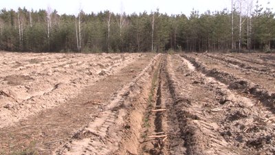 Висадять майже шість тисяч дворічних сосен Висадять майже шість тисяч дворічних сосен
