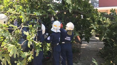 В Івано-Франківську впало дерево на авто з людьми В Івано-Франківську впало дерево на авто з людьми