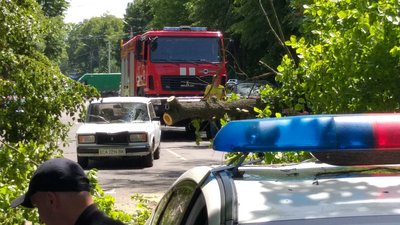 У середмісті Черкас дерево впало на три автівки
