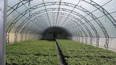 На Черкащині у лісгоспі підростає майже мільйон сіянців дерев На Черкащині у лісгоспі підростає майже мільйон сіянців дерев