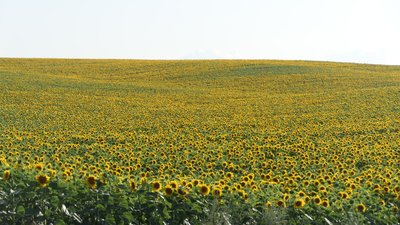 Поле соняшників у Здовбиці
