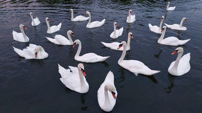 Очільник Межигірського притулку для лебедів отримав Першу Всеукраїнську зоозахисну премію Очільник Межигірського притулку для лебедів отримав Першу Всеукраїнську зоозахисну премію