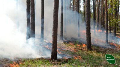 Лісівники Чернігівщини провели найбільший в Україні контрольований відпал лісової підстилки Лісівники Чернігівщини провели найбільший в Україні контрольований відпал лісової підстилки
