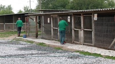 Німкеня волонтерить на потреби ЗСУ і допомагає безпритульним тваринам на Рівненщині Німкеня волонтерить на потреби ЗСУ і допомагає безпритульним тваринам на Рівненщині
