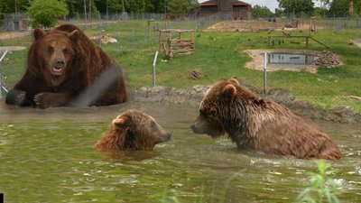 Ведмеді, які тимчасово жили на Львівщині, повернулися у притулок поблизу Києва