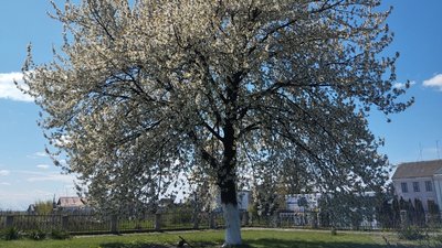 Погода на Рівненщині на 27 квітня