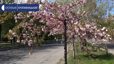 У Кропивницькому розквітли сакури У Кропивницькому розквітли сакури