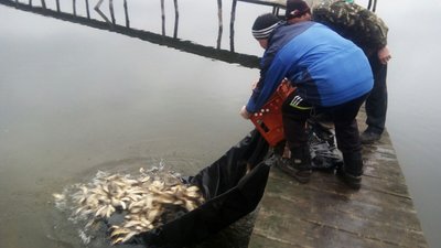 У водойми Волині напередодні випустили понад дві тонни риби У водойми Волині напередодні випустили понад дві тонни риби
