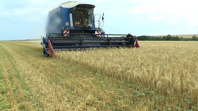 Миколаївські фермери збирають врожай