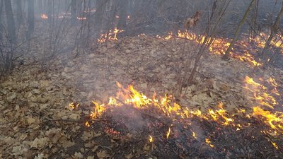На Житомирщині протягом доби виникло 9 пожеж сухостою. Опіки отримали 3 людини На Житомирщині протягом доби виникло 9 пожеж сухостою. Опіки отримали 3 людини