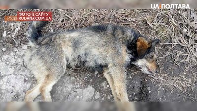 Травмований пес Травмований пес