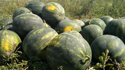 Волинські кавуни: де і як вирощують