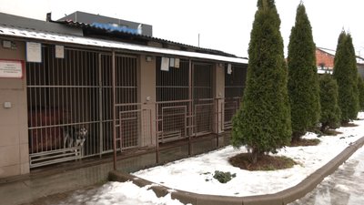 Львів'ян просять прихистити тварин з ЛКП "Лев" на час карантину Львів'ян просять прихистити тварин з ЛКП "Лев" на час карантину