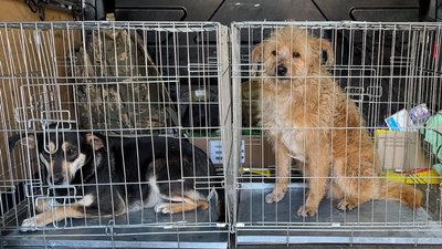 Черкаські волонтери врятували собак із Херсона Черкаські волонтери врятували собак із Херсона