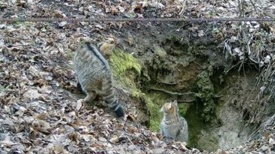 Їх двоє: на Тернопільщині зафіксували ще одного червонокнижного лісового кота Їх двоє: на Тернопільщині зафіксували ще одного червонокнижного лісового кота