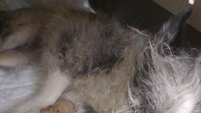 У Запоріжжі відбудеться суд над чоловіком, який скинув собаку з мосту