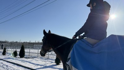 Коні Суми