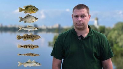 Переселенці Дніпро, нові види риб у Дніпрі, риба, окунь