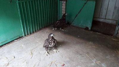 У Миколаєві врятували "червонокнижних" птахів У Миколаєві врятували "червонокнижних" птахів