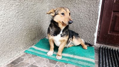 Спогади про загиблого на війні Юрія Франка — пес бійця Спогади про загиблого на війні Юрія Франка — пес бійця