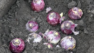 Півтисячі цибулин. У школах Шосткинського району на Сумщині висадили квіти з Нідерландів Півтисячі цибулин. У школах Шосткинського району на Сумщині висадили квіти з Нідерландів