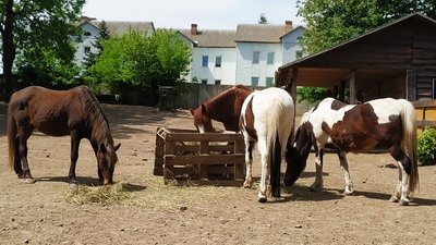 зоопарк РІвне зоопарк РІвне