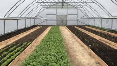 "Ми орієнтувалися на продовольчу безпеку": що вирощують у теплиці міського саду-городу в Полтаві "Ми орієнтувалися на продовольчу безпеку": що вирощують у теплиці міського саду-городу в Полтаві