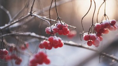 Сніг і заморозки 
у квітні: метеорологиня попередила про зміну клімату