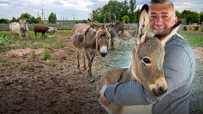 Як на Чернігівщині розводять віслюків, які охороняють корів від хижаків