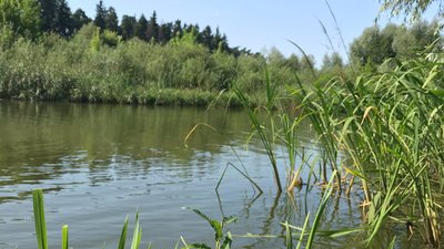 У дев'яти водоймах області купатися не можна. Одна з них – у Рівному У дев'яти водоймах області купатися не можна. Одна з них – у Рівному