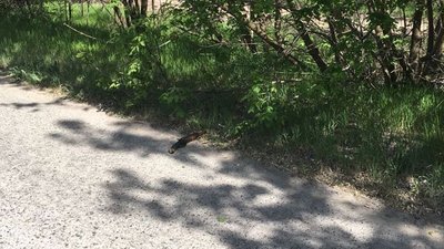 Побили охоронця за забрали зброю: на Херсонщині поліцейські затримали крадіїв