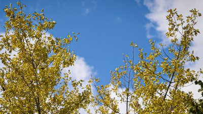 Херсон, погода, осінь, дерева, жовте листя