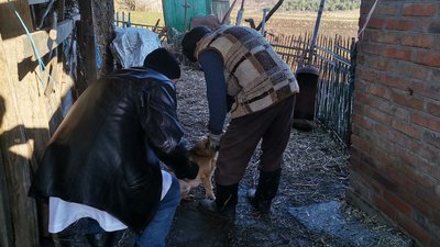 У двох селах на Волині оголосили карантин через сказ. Тварин вакцинують У двох селах на Волині оголосили карантин через сказ. Тварин вакцинують