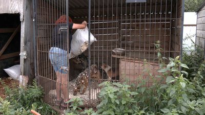 Світлана Радченко волонтерить у притулку "Дім Сірка" майже рік Світлана Радченко волонтерить у притулку "Дім Сірка" майже рік